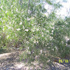 Desert Willow