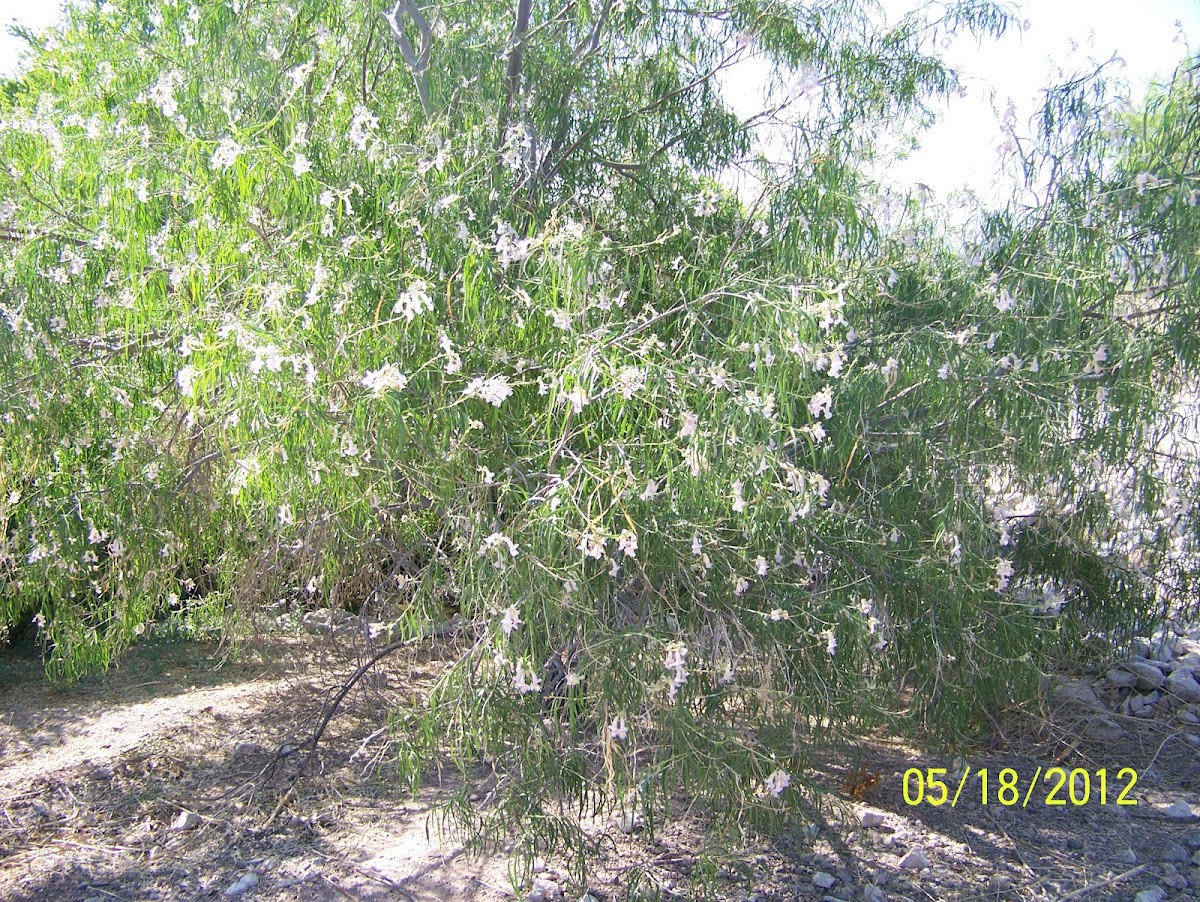 Desert Willow