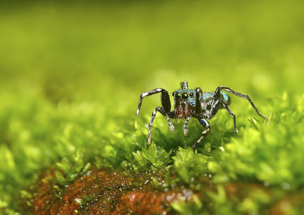 Metallic green jumping spider | Project Noah