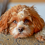 Cavapoo patience by Steven Liffmann -  