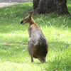 Red-necked Wallaby