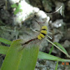 Rusty Tussock Moth's Caterpillar