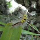 Rusty Tussock Moth's Caterpillar