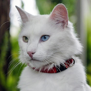Turkish Angora Wallpapers.apk 1.0