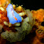 Blue Pseudoceros Flatworm