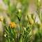 Asteraceae - Daisy family; Arabic:babunaj
