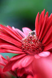 gerbera puzzle poster 2