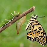 by Muhammad Ghifan  Arselan -  