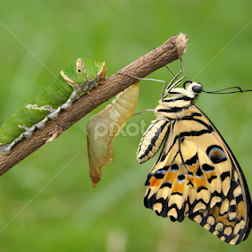 by Muhammad Ghifan  Arselan - Animals Insects & Spiders