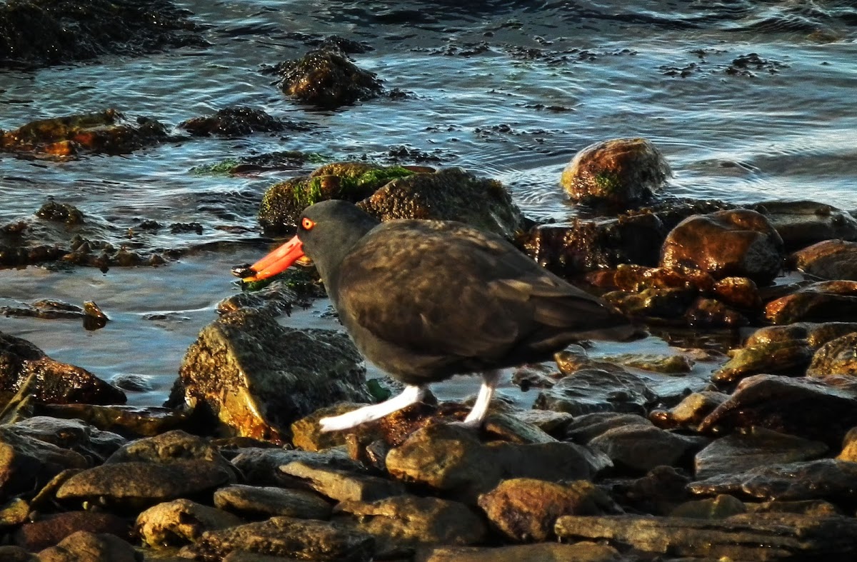 Blackish Oystercatcher