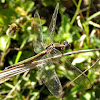 Two-Striped Skimmer female