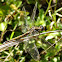 Two-Striped Skimmer female