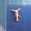 Spiny oak-slug moth