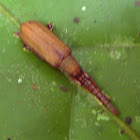 Mimic Beetle