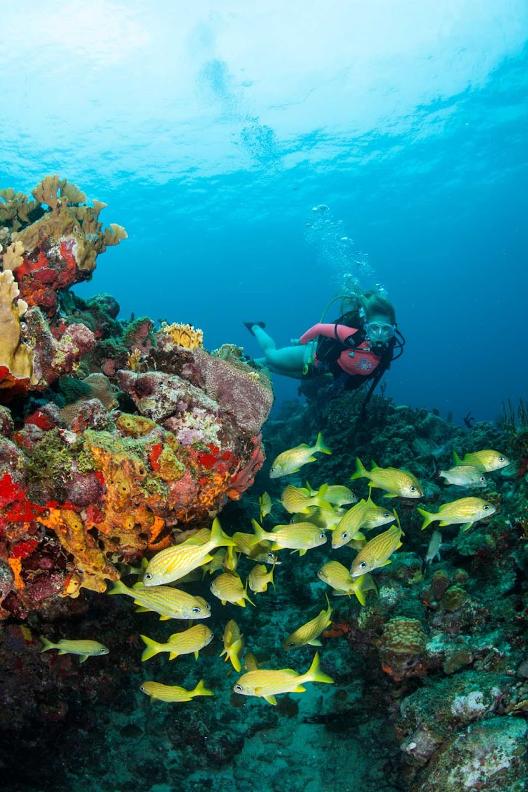 A scuba checks out a school of tropical fish at Calf Rocks off St. Thomas.