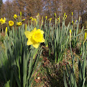 Daffodill