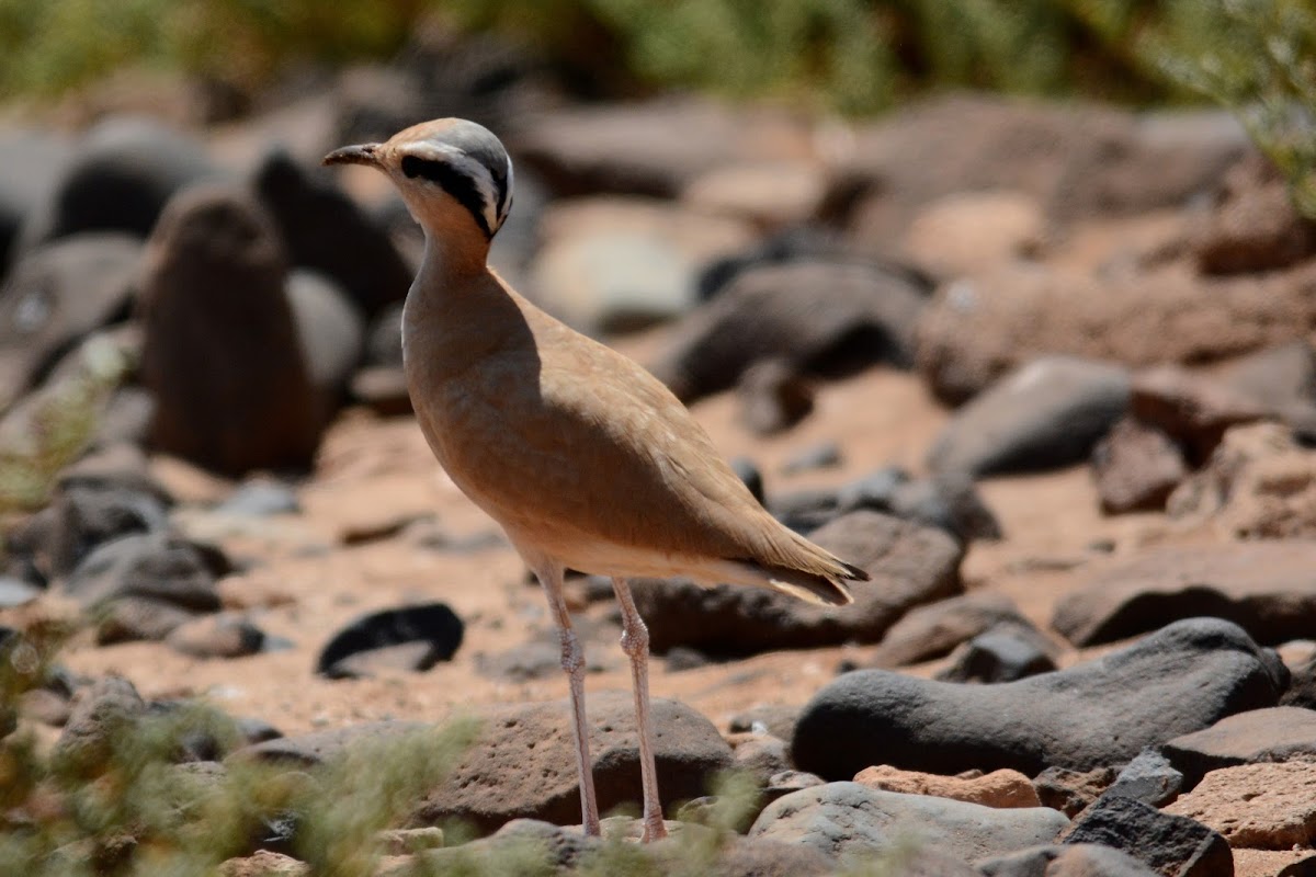 Cream-coloured courser