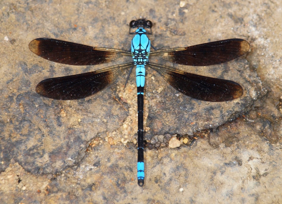 Whitewater Rockmaster Dragonfly