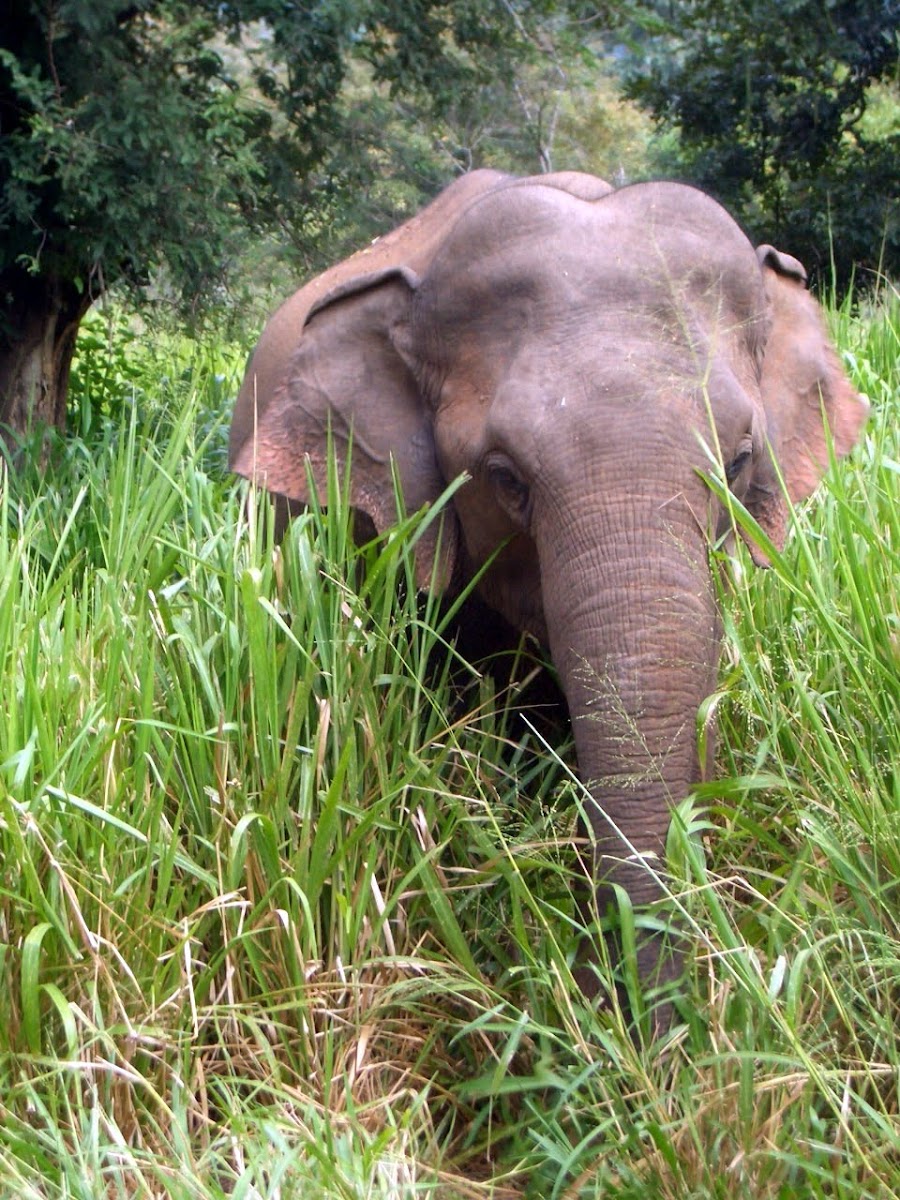 Sri Lankan elephant (wild)