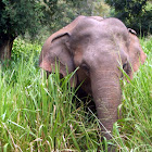 Sri Lankan elephant (wild)