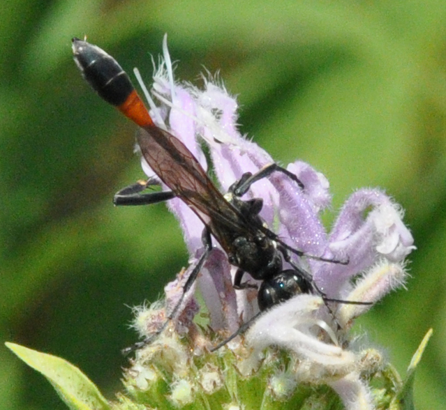 Common Thread-waisted Wasp