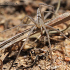 Slender Crab Spider