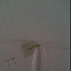 Green Lacewings