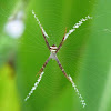 Multi-Coloured St Andrew's Cross Spider