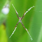 Multi-Coloured St Andrew's Cross Spider
