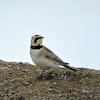 Horned Lark