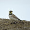 Horned Lark