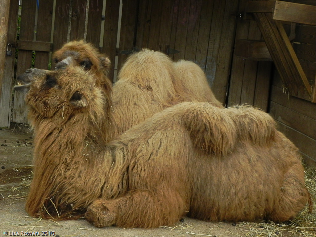 Bactrian Camel - Nashville Zoo