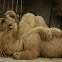 Bactrian Camel - Nashville Zoo