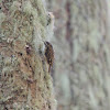 Brown creeper