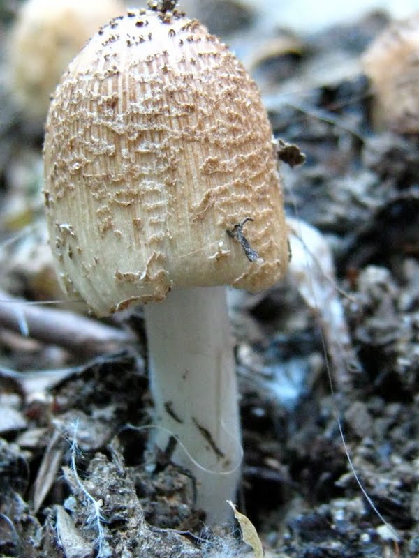 some kind of Coprinus?