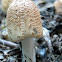 some kind of Coprinus?