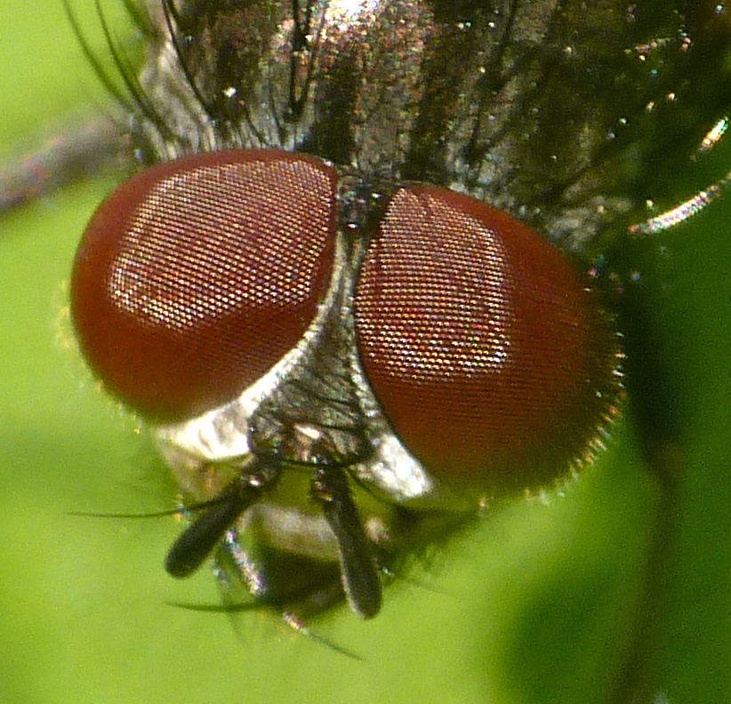 Cluster fly