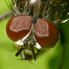 Cluster fly