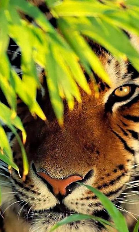 Tigers Live Wallpaper Screen 3