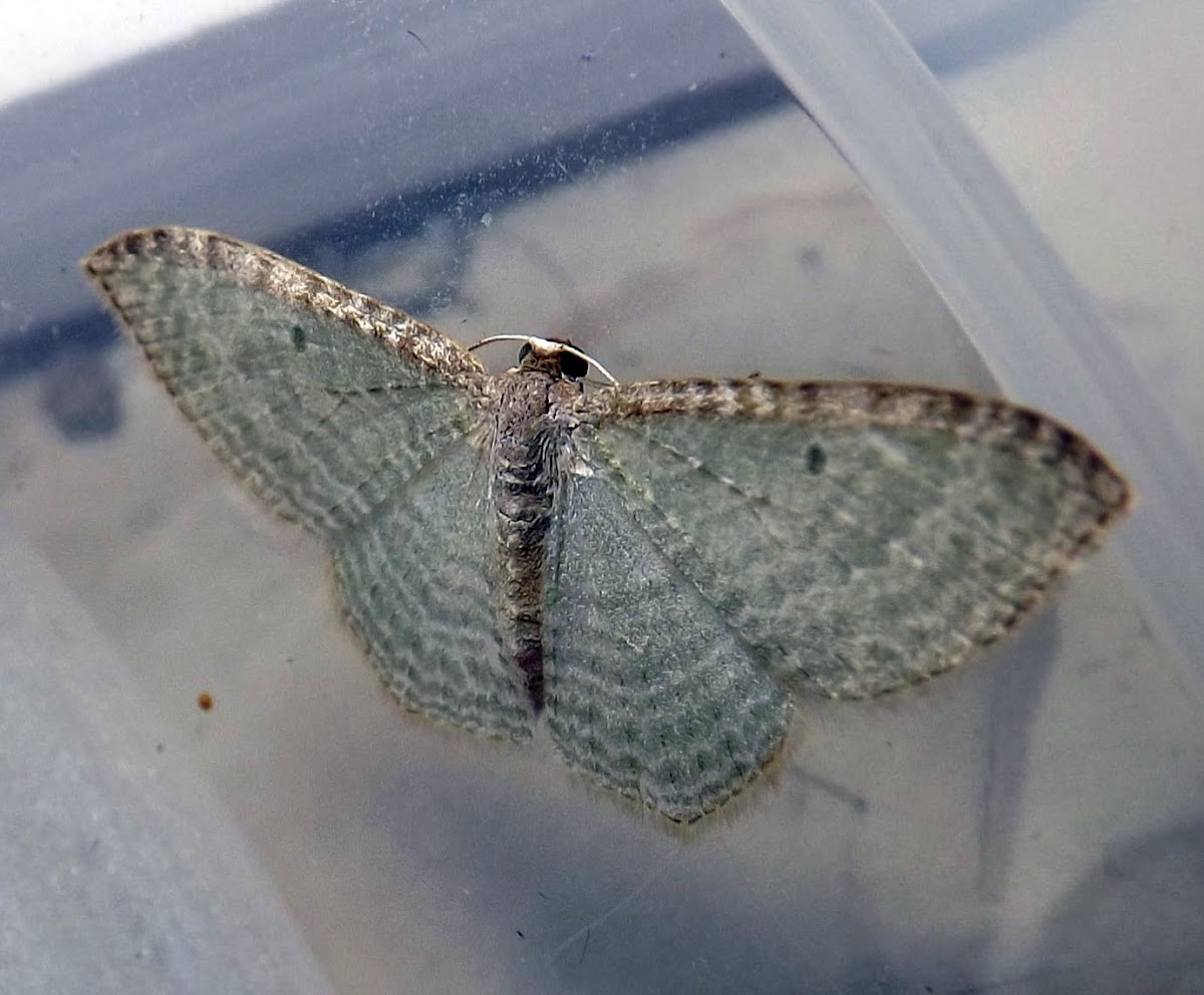 Australian Cranberry Moth