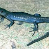 Jeffersons Salamander
