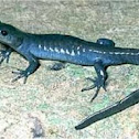 Jeffersons Salamander