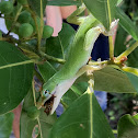 Carolina Anole