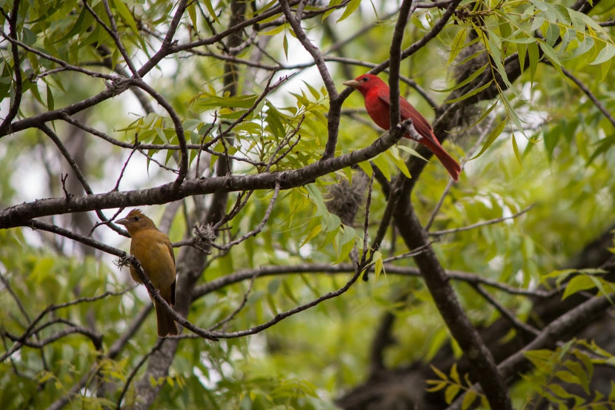 Summer tanagers