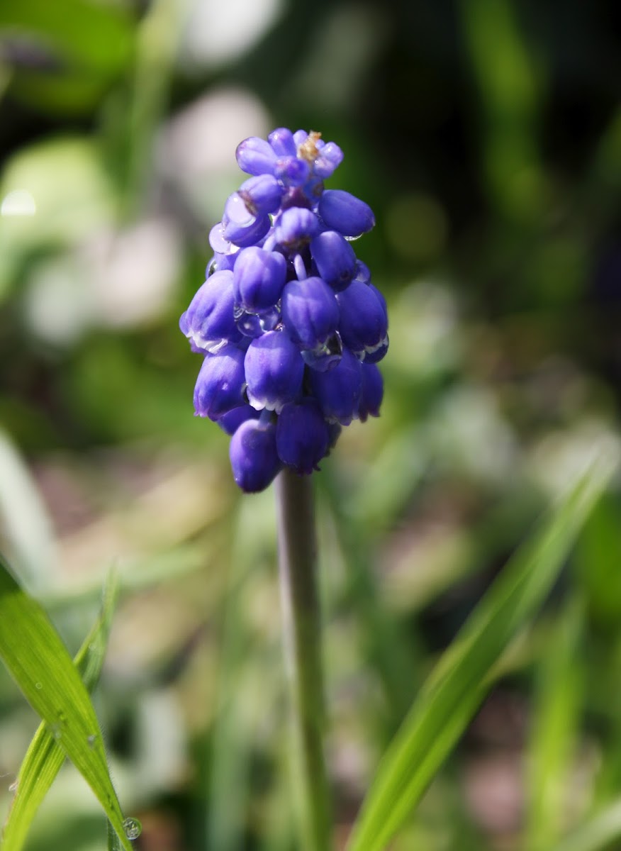 Nazarenos / Armenian Grape Hyacinth