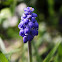 Nazarenos / Armenian Grape Hyacinth