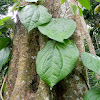betel leaf, daun sirih