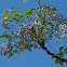 Chinaberry tree 