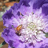 European Honey bee on Scabiosa caucasica
