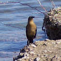 Female Great-tailed Grackle